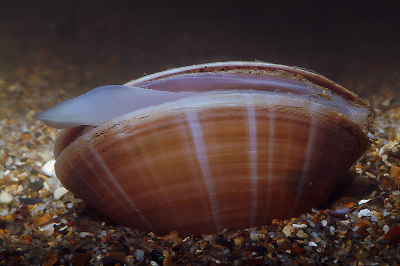 Mactra stultorum